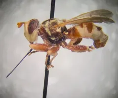 Zodion obliquefasciatum thumbnail 2
