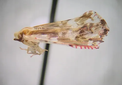 Anotia fitchi
