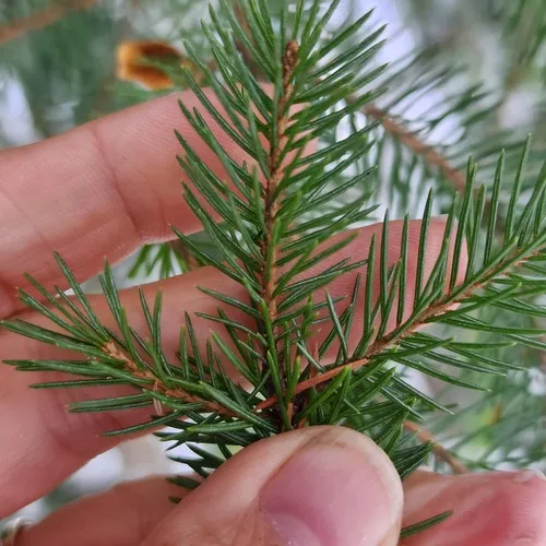 Engelmann spruce