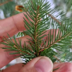 Engelmann spruce thumbnail 1