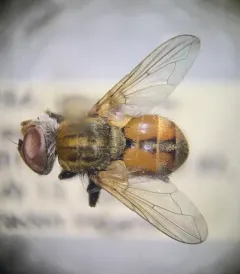 Gymnoclytia immaculata thumbnail 3