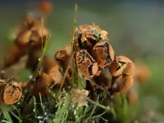 Physarum rubiginosum thumbnail 4