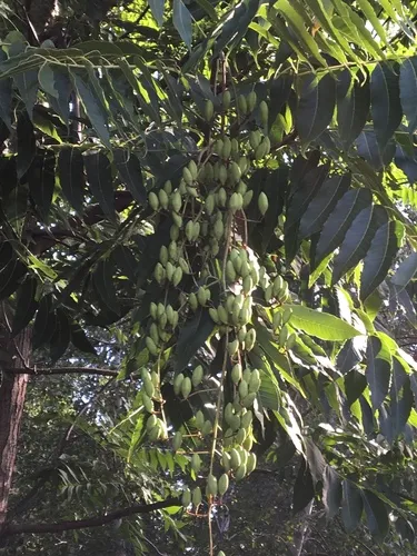 Japanese pagoda tree