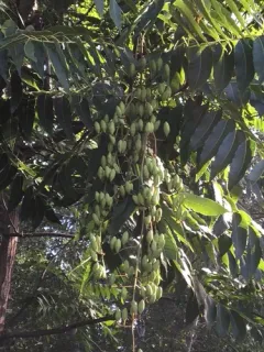 Japanese pagoda tree thumbnail 1