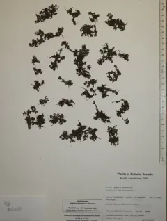 eastern mosquito fern thumbnail 1