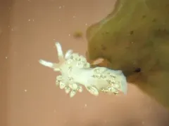 Yellow-head Aeolid thumbnail 2