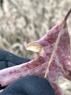 Coptotriche purinosella thumbnail 4