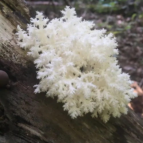 Coral tooth fungus