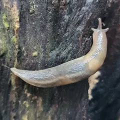 Tree slug thumbnail 3