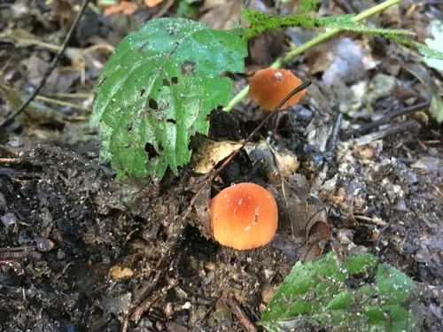 Marasmius sullivantii