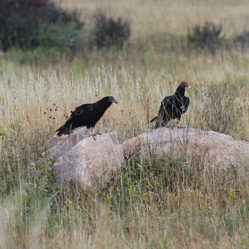 Turkey Vulture