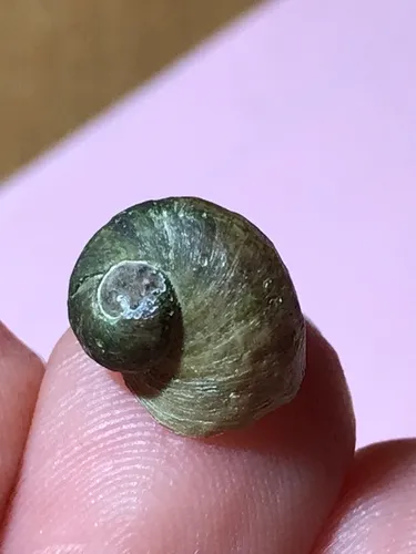 Artemesian Ramshorn