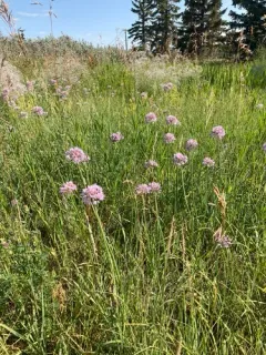 Aging chive thumbnail 2