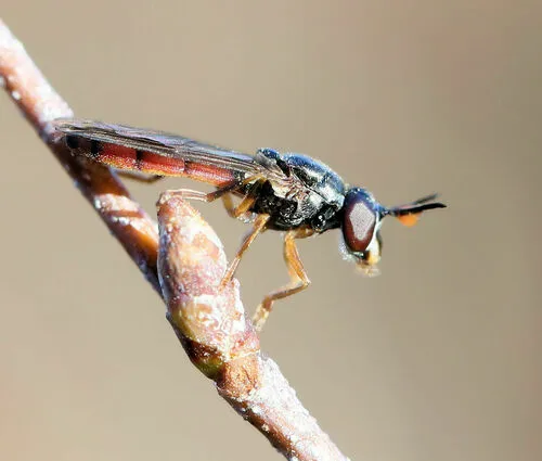 Eastern Bighorn Fly