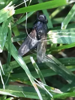 Pale-veined Emerald-bottle thumbnail 2