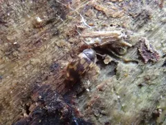 Mycetophagus serrulatus thumbnail 4