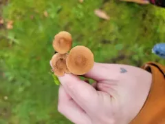 fleecy fibrecap thumbnail 3