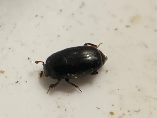 Paromalus mancus