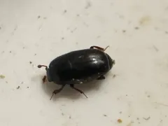 Paromalus mancus thumbnail 1
