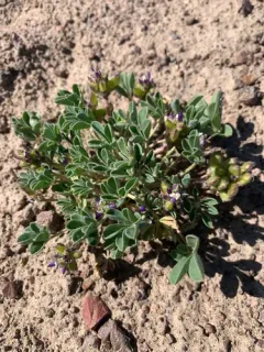 shortstem lupine thumbnail 2