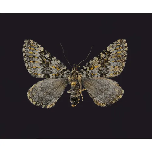 Entephria bradorata