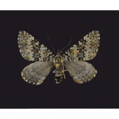 Entephria bradorata thumbnail 1