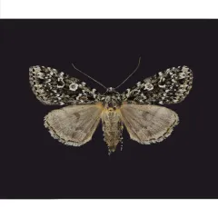 Mixta Xestia Moth thumbnail 3