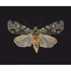 Fringe-tree Sallow thumbnail 4