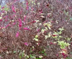 coralberry thumbnail 3