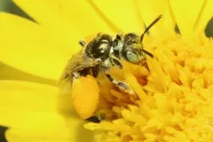 Swenk's Fairy Bee thumbnail 3