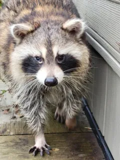 Morbillivirus Canine Distemper Virus thumbnail 4