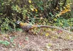 Reeves's Pheasant thumbnail 1