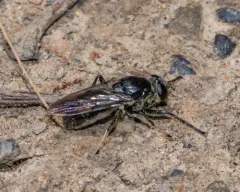 Black Pegleg thumbnail 2