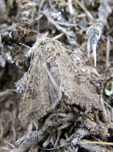 Scotogramma fervida