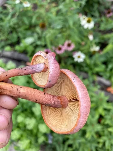 Gymnopilus pulchrifolius