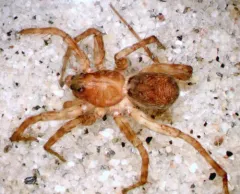 Pardosa uintana thumbnail 3