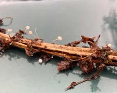 ferny bonnet thumbnail 3