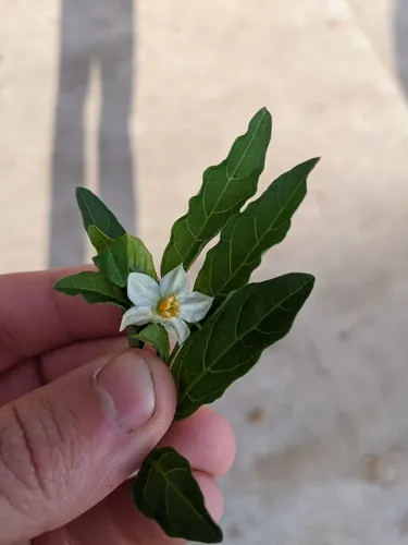 Jerusalem cherry