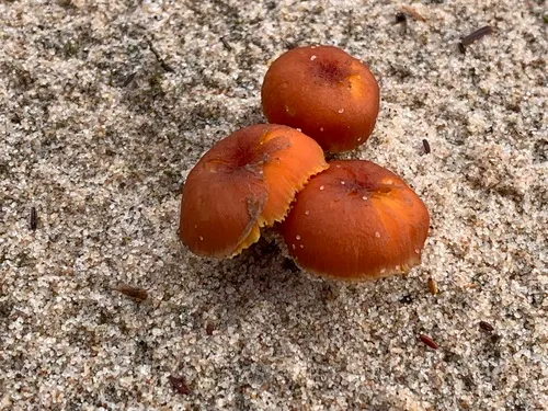 Hygrocybe jackmanii