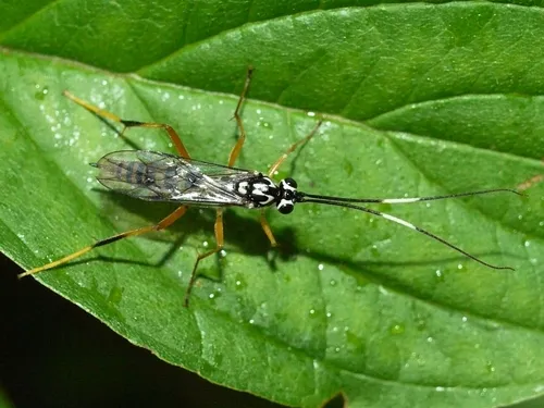 Diradops bethunei