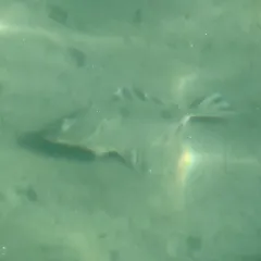 Starry Flounder thumbnail 3