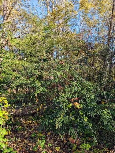 Willow-leaved Cotoneaster