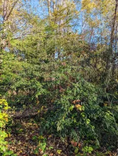 Willow-leaved Cotoneaster thumbnail 1