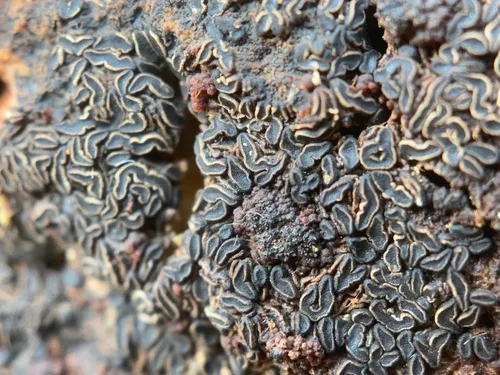 Angelina rufescens