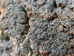Angelina rufescens thumbnail 1