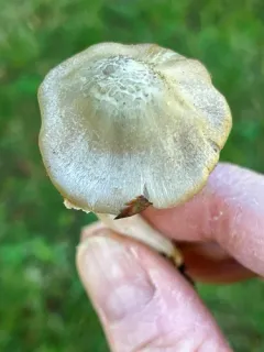 Inocybe albodiscoides thumbnail 1