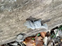 Wood Ear mushroom thumbnail 3