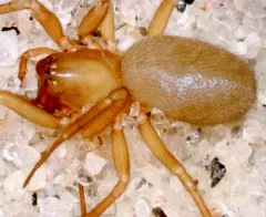 Undergrowth Sheet-web Weaver thumbnail 2