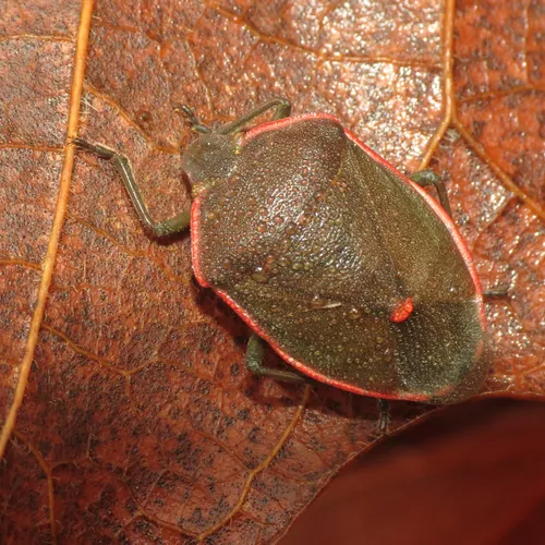 Conchuela Bug