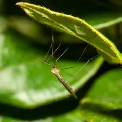 Winter Gnat thumbnail 2